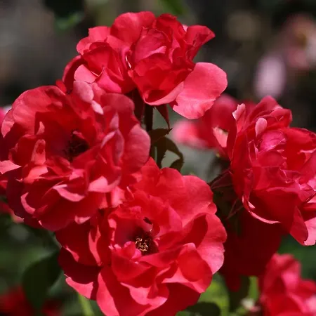 De Lez בית הארחה 3*