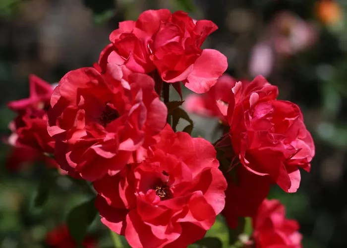 De Lez ゲストハウス 3*